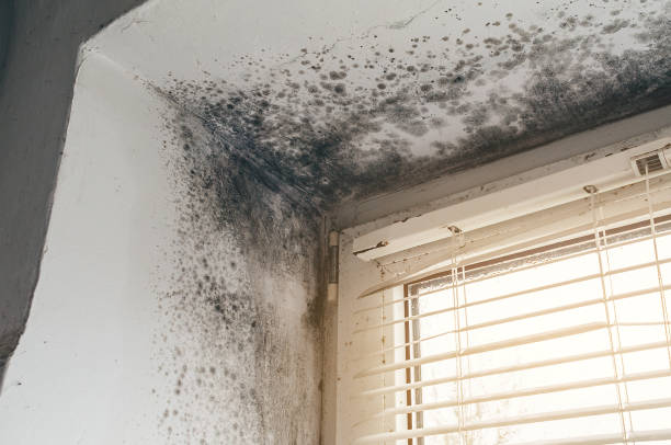 Affordable Hvac And Air Duct Mold Remediation solutions in Belford, NJ
